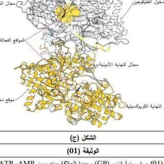 رابح  دريدي 